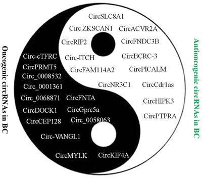 CircRNAs: Emerging Bladder Cancer Biomarkers and Targets